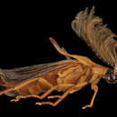 Image de Phengodes