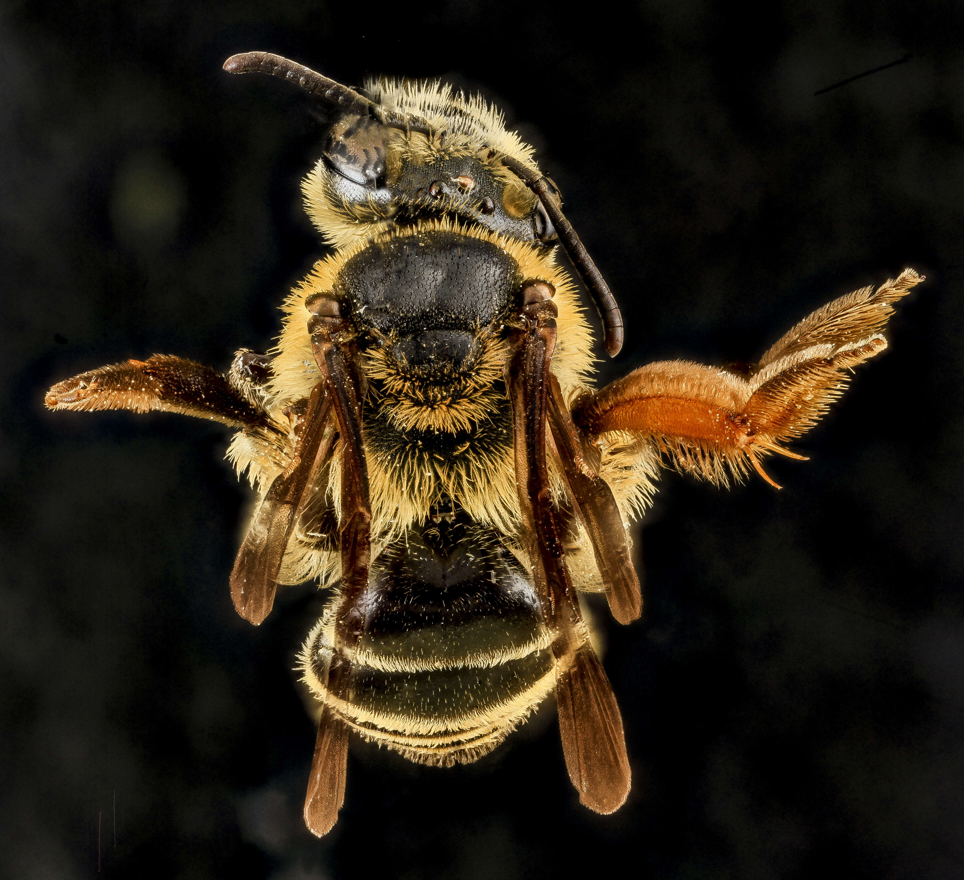 Image of Andrena fulvipennis Smith 1853