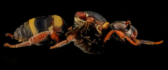 Image of Two-banded Cellophane-cuckoo Bee