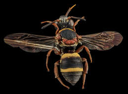 Image of Two-banded Cellophane-cuckoo Bee