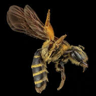 Image of Andrena fulvipennis Smith 1853