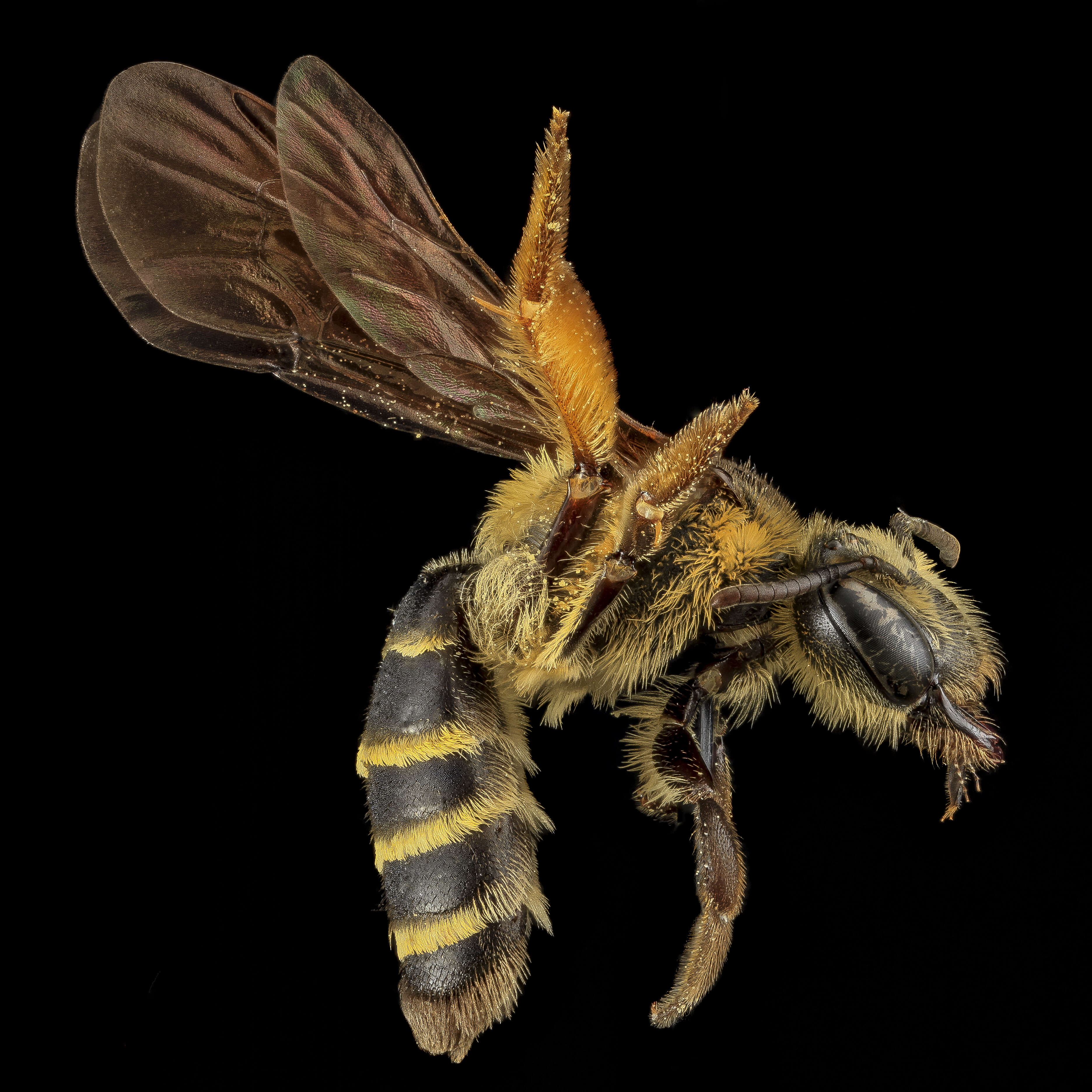 Image of Andrena fulvipennis Smith 1853