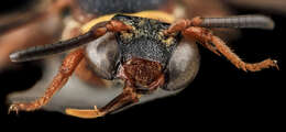 Image of Two-banded Cellophane-cuckoo Bee