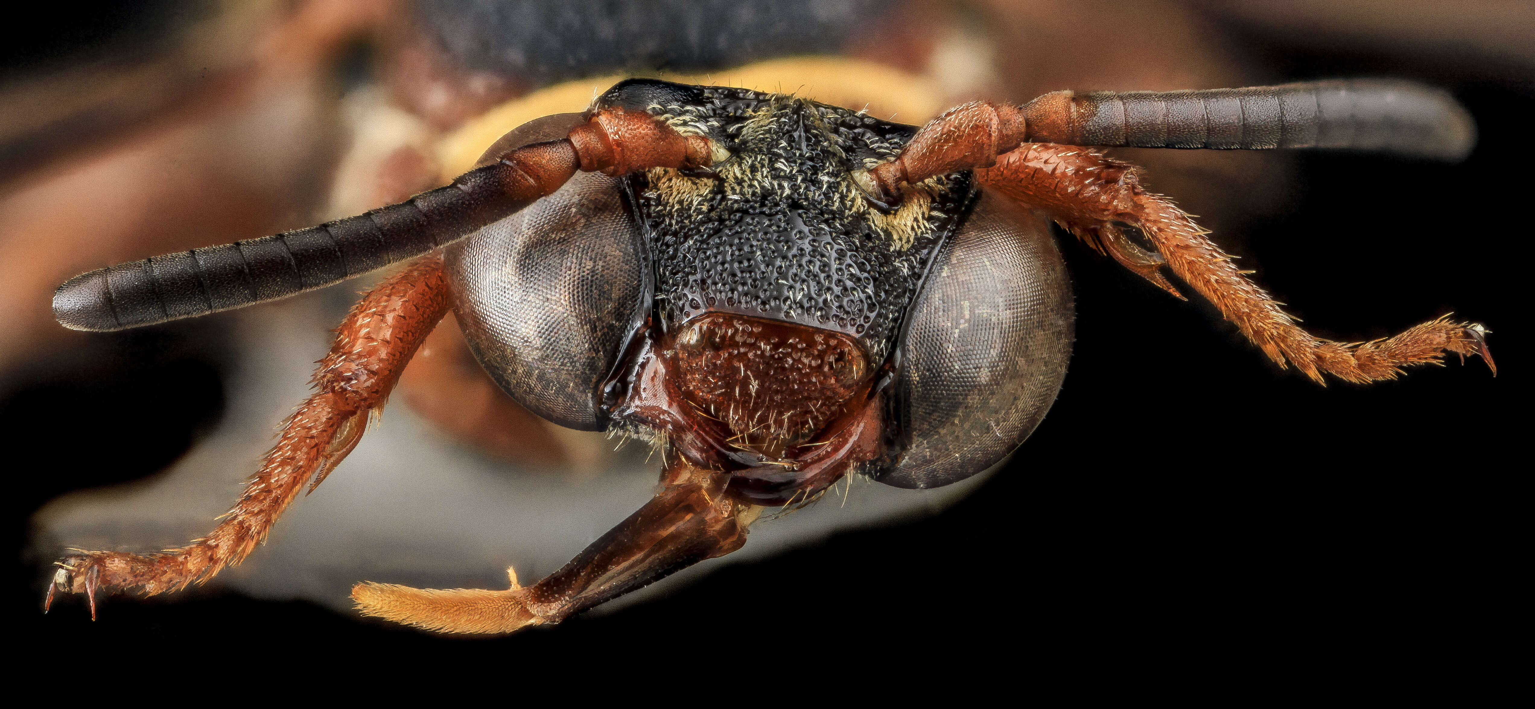 Image of Two-banded Cellophane-cuckoo Bee