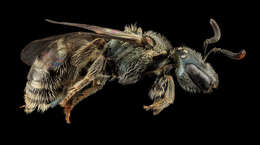 Image of Lasioglossum parvum (Cresson 1865)