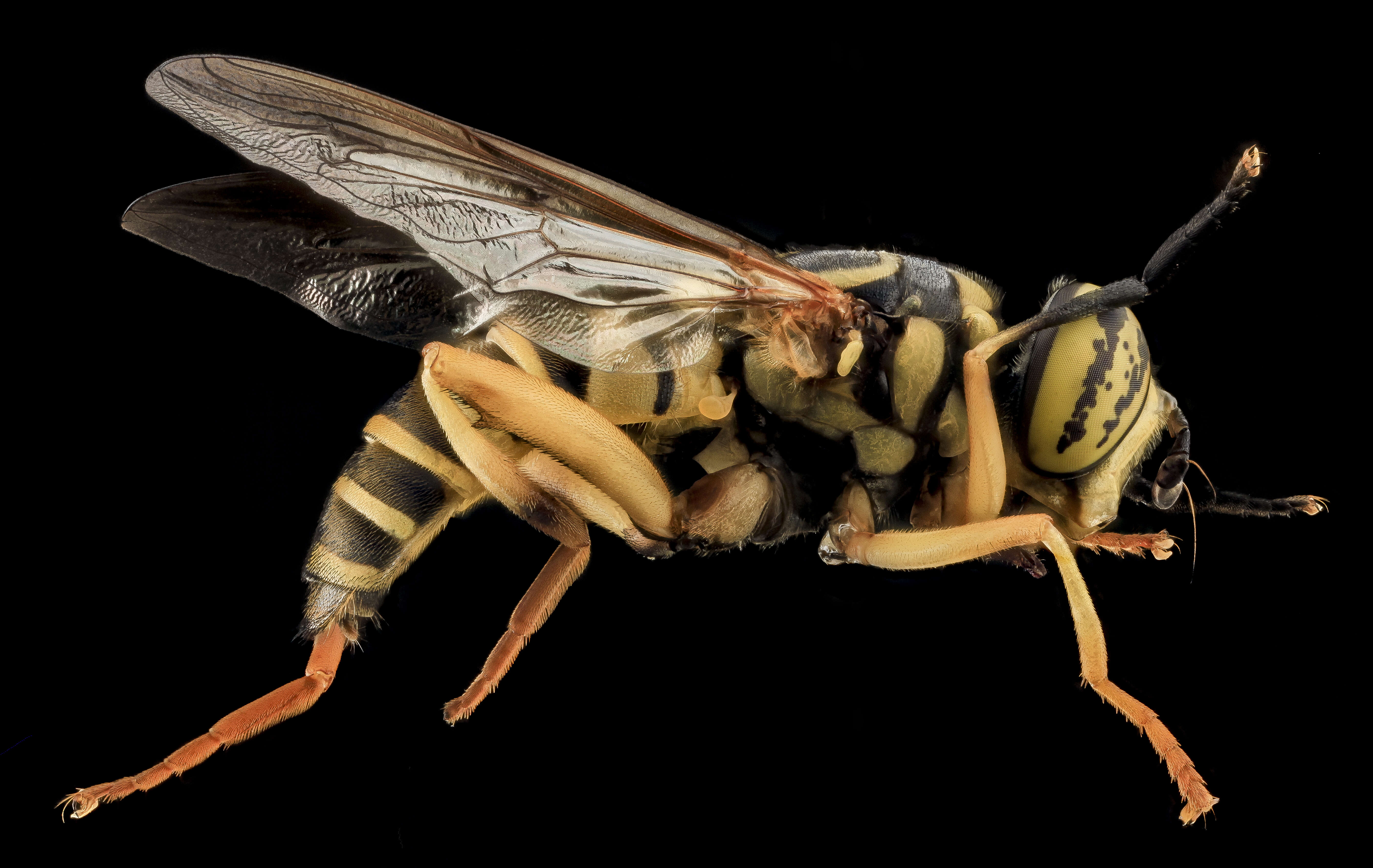 Image of Eastern Hornet Fly