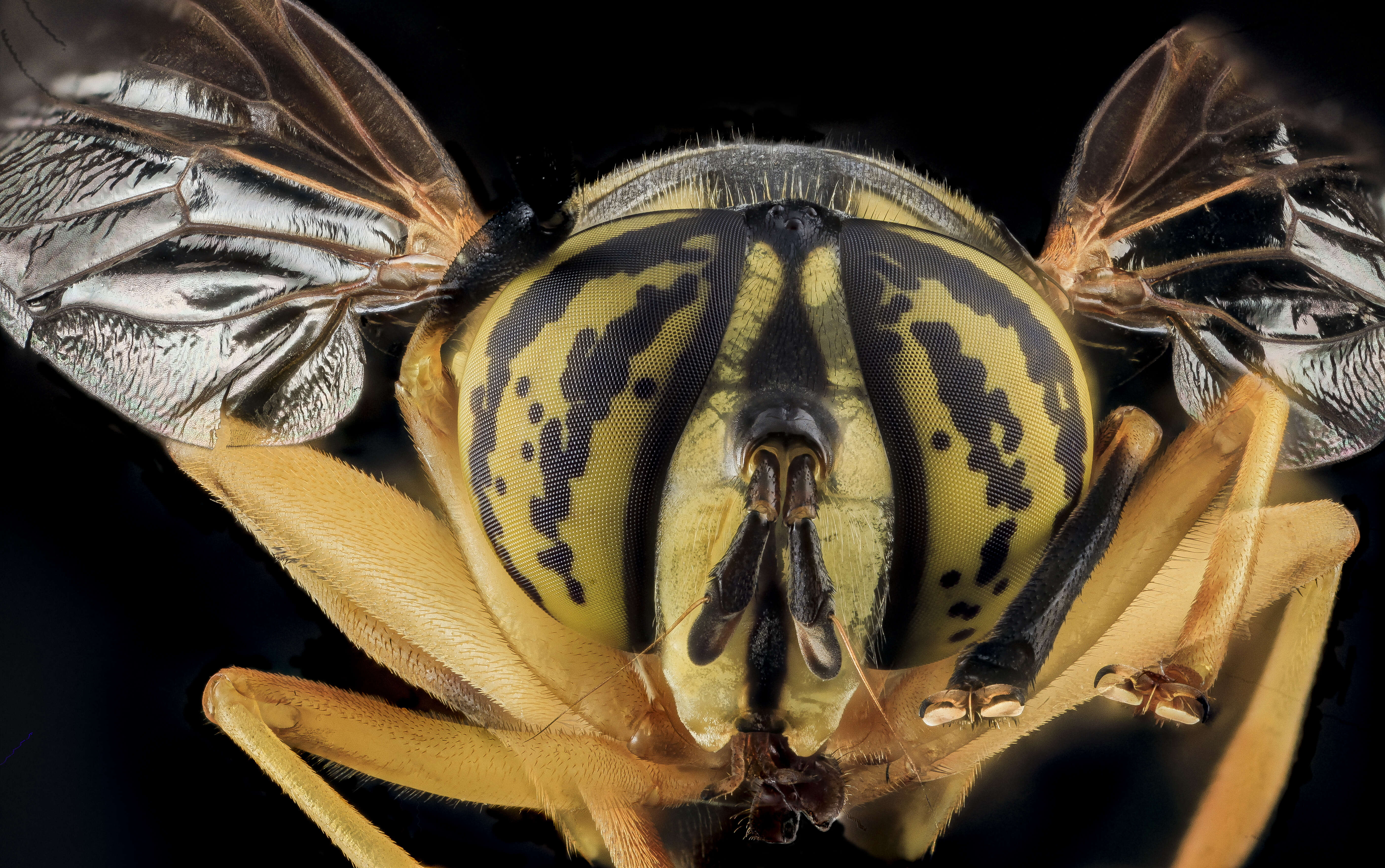 Image of Eastern Hornet Fly