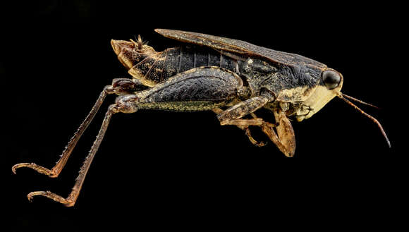 Image of Black-sided Pygmy Grasshopper