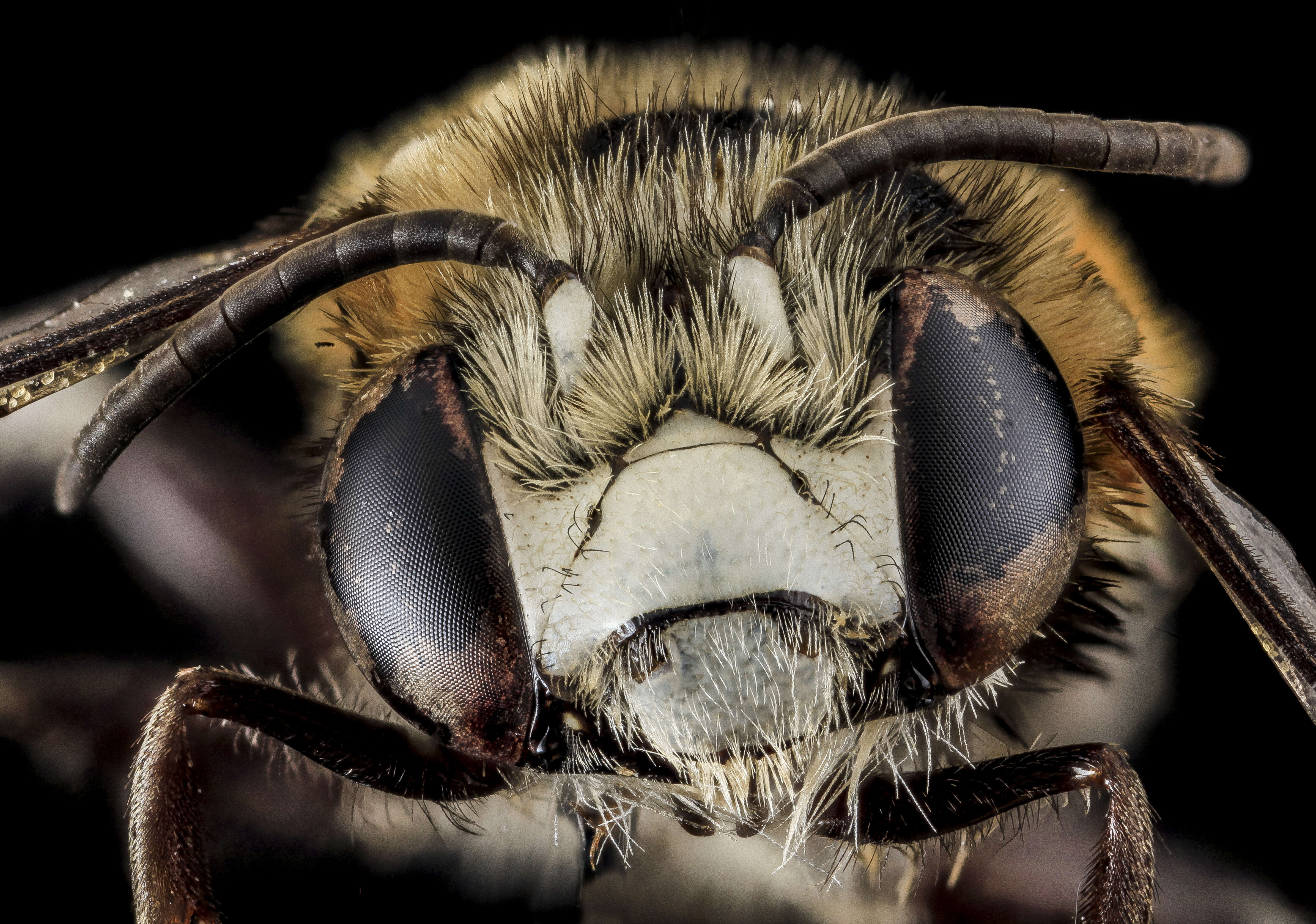 Plancia ëd Anthophora tricolor (Fabricius 1775)