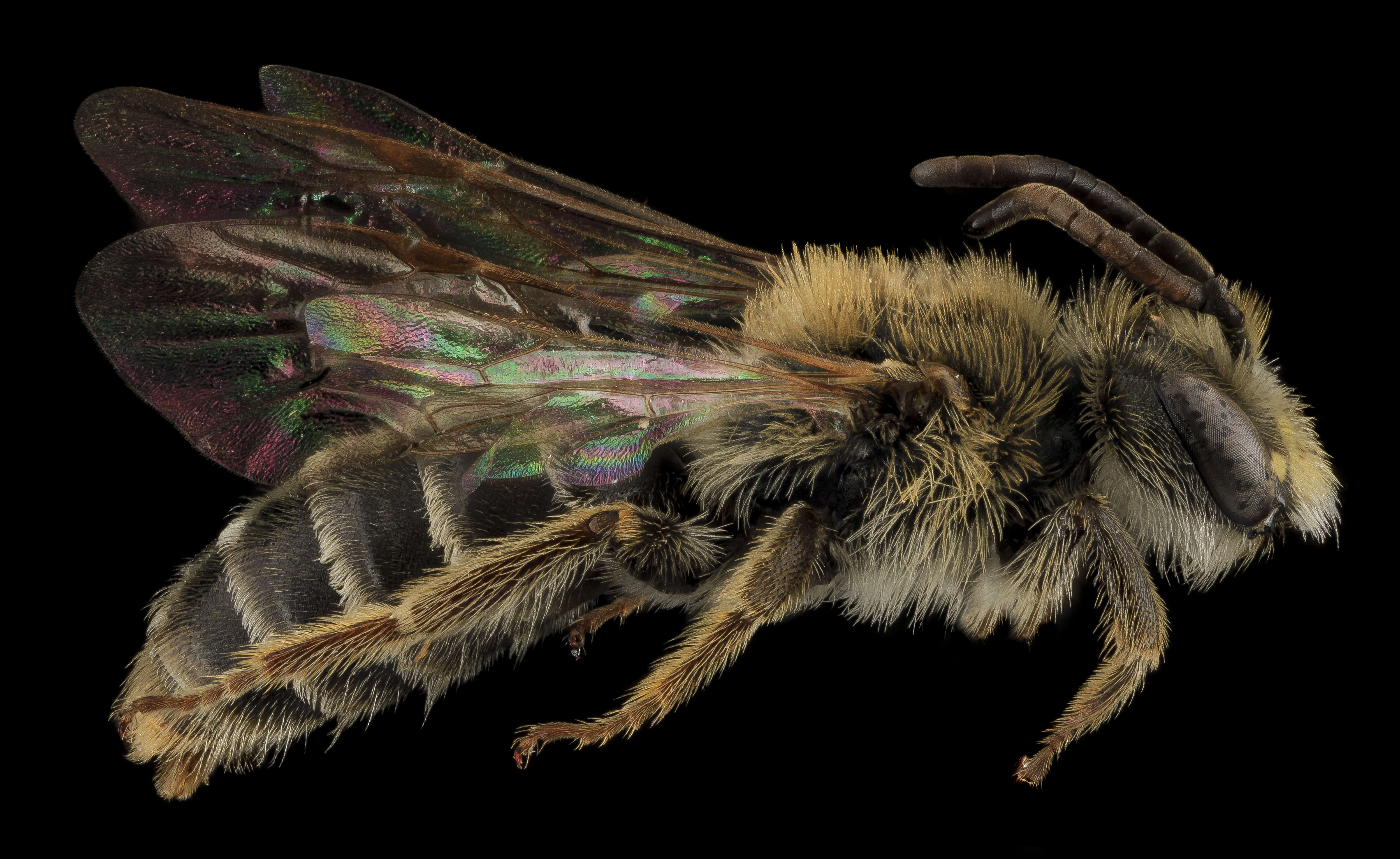 Image of Andrena cragini Cockerell 1899