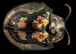 Image of Mottled Tortoise Beetle