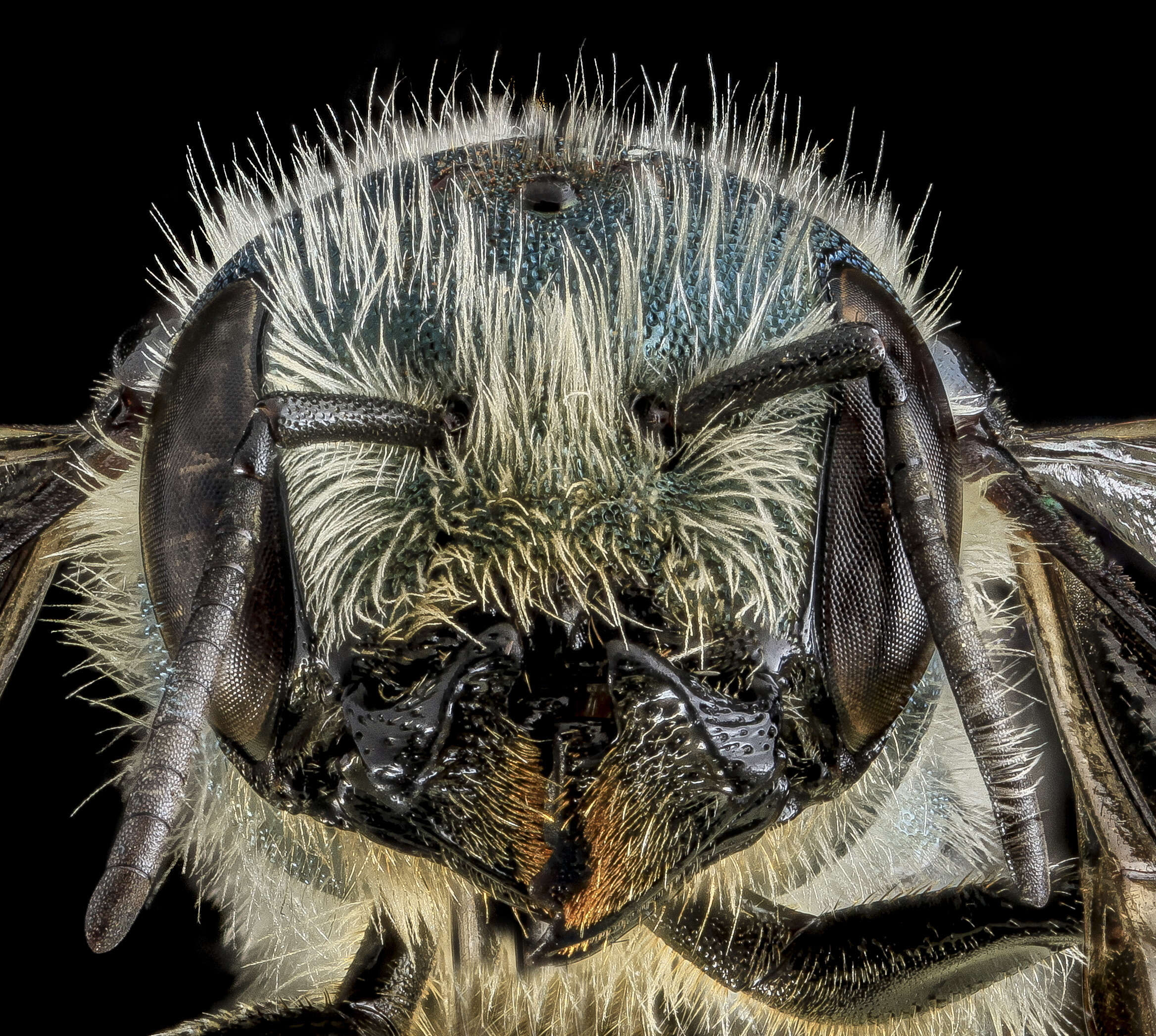 Image of Osmia georgica Cresson 1878