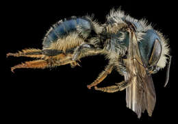 Image of Osmia georgica Cresson 1878