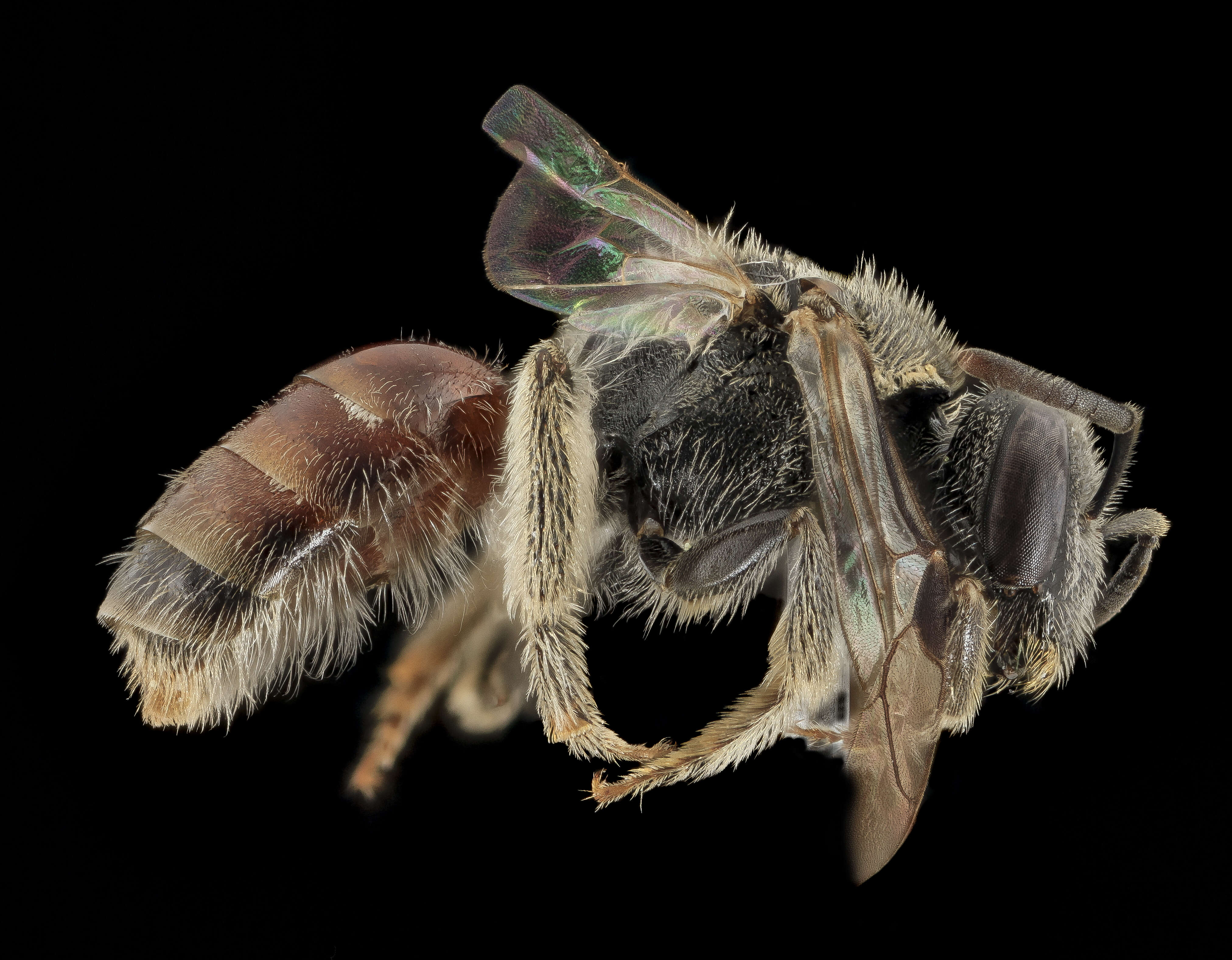 Image de Lasioglossum sopinci (Crawford 1932)