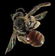 Image de Lasioglossum sopinci (Crawford 1932)