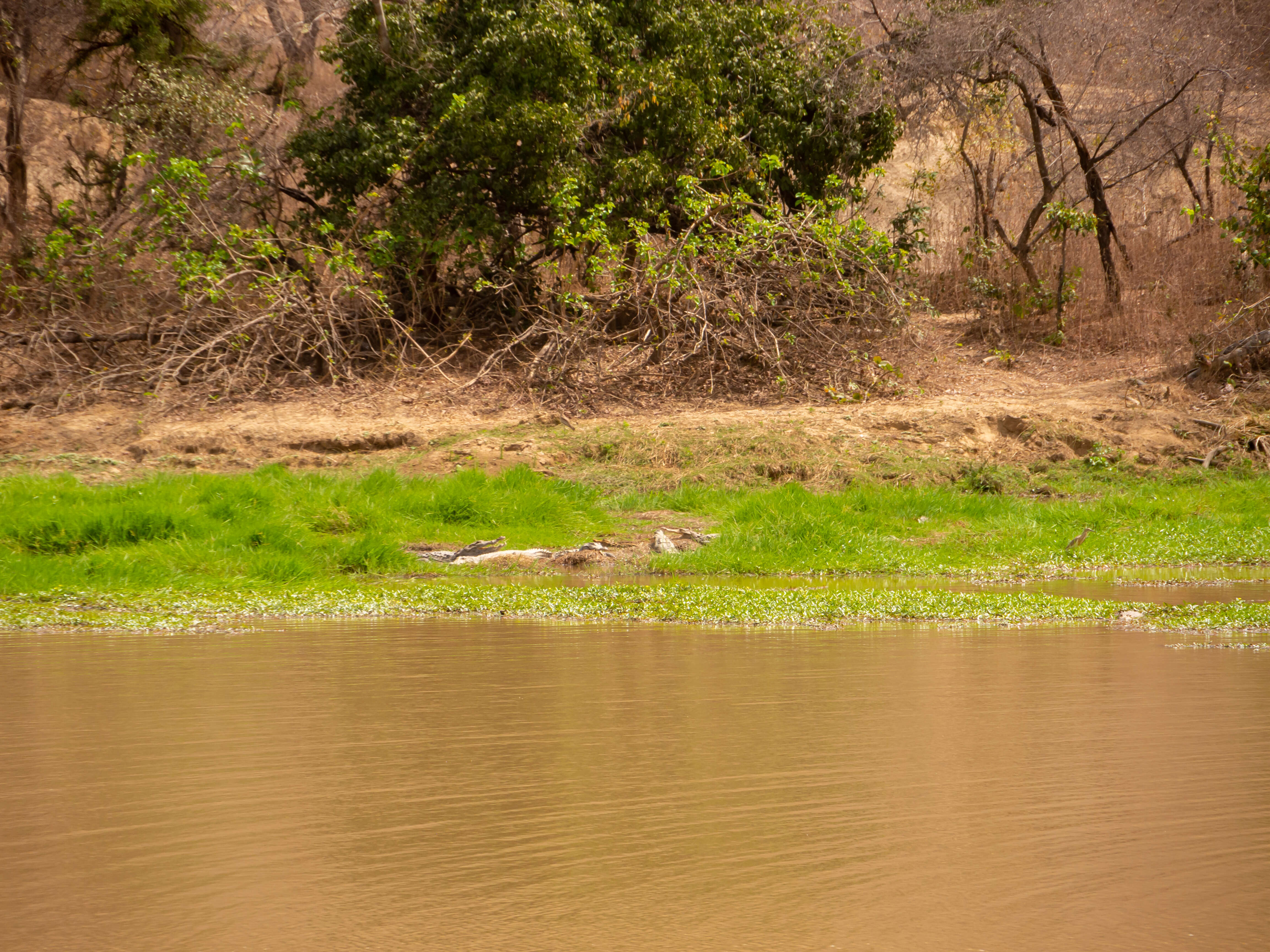 Crocodilia resmi