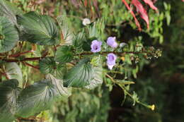 Image of Canterbury bells