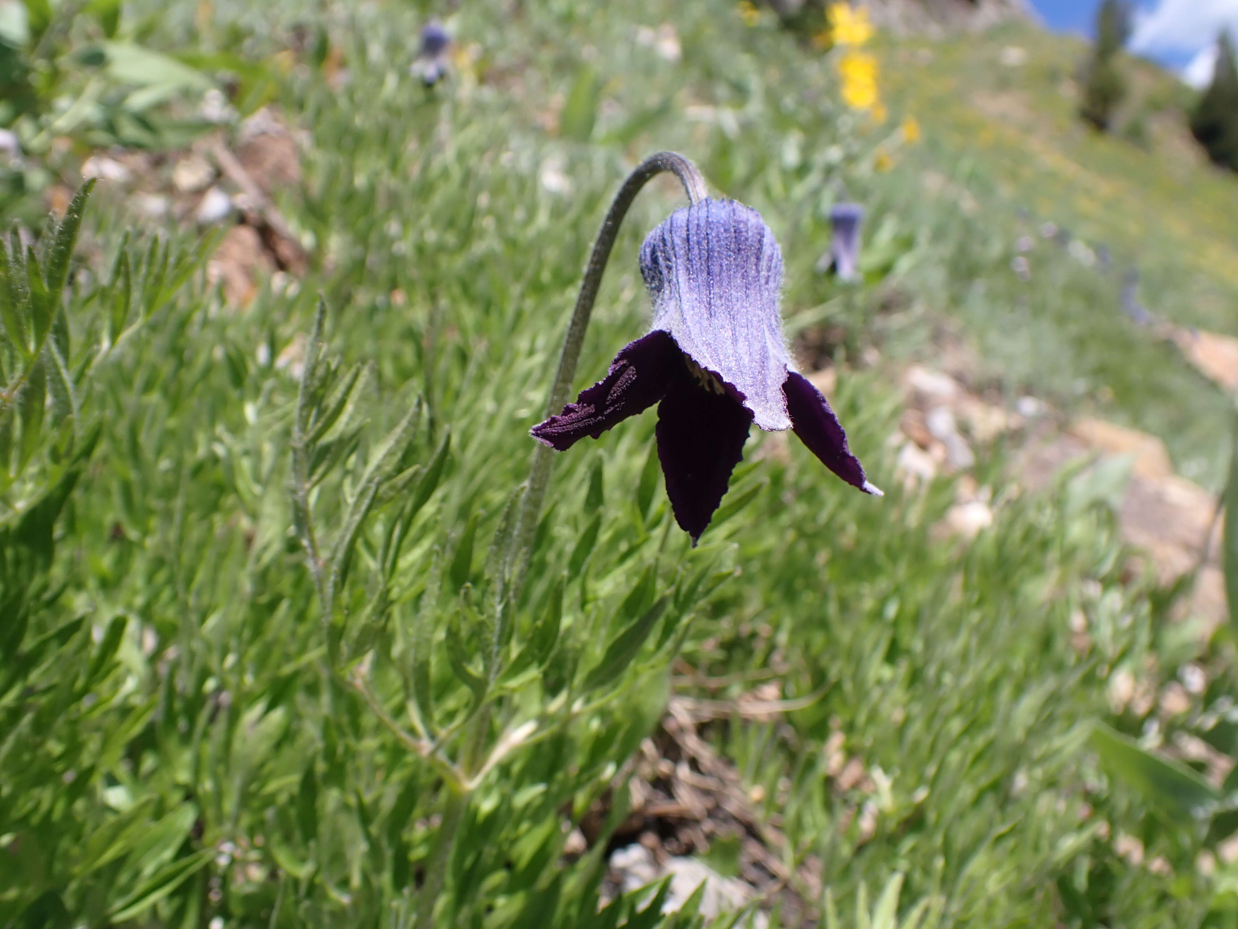 Image of hairy clematis