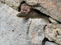 Image of Checkered Keelback Snake