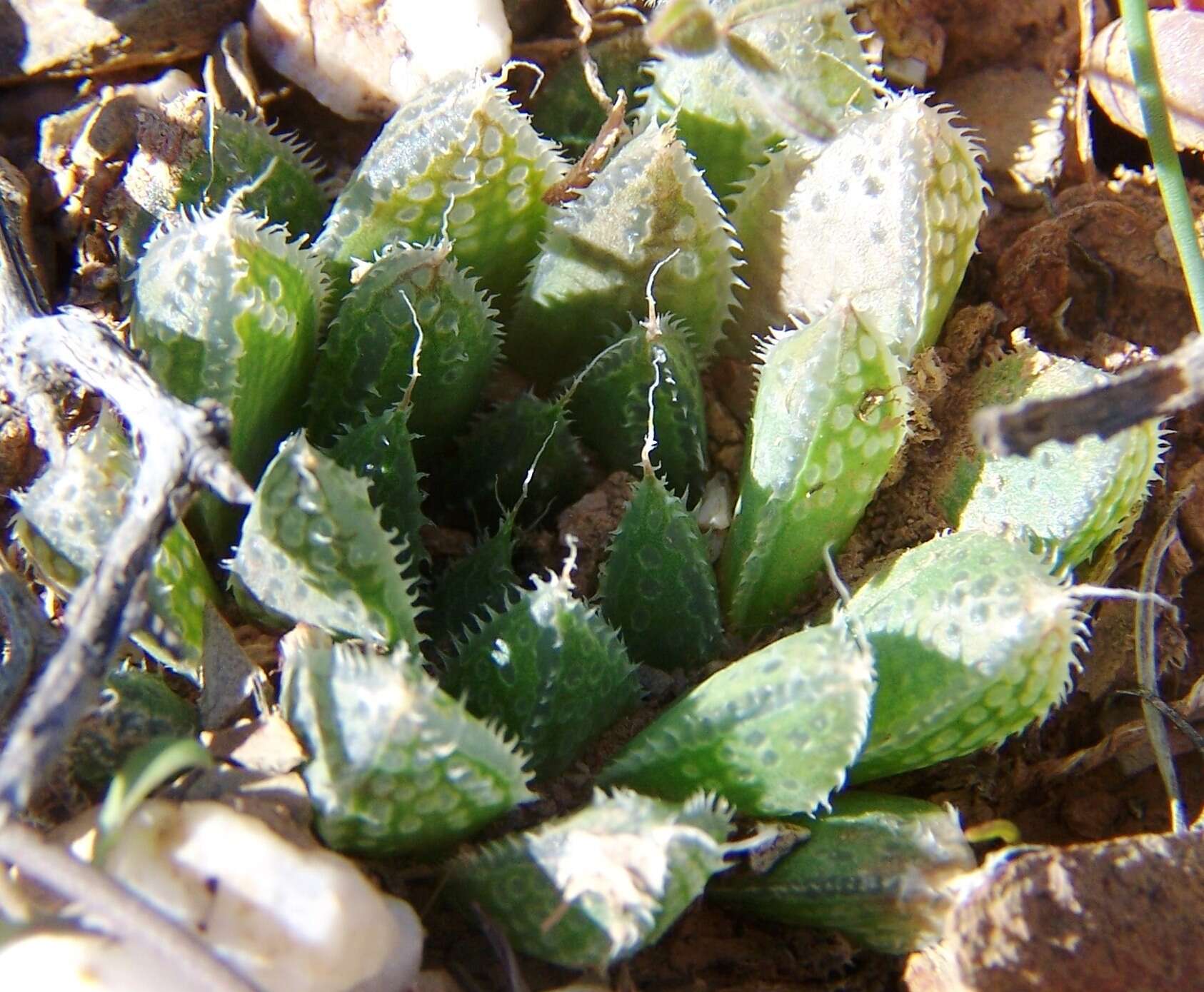 Haworthia nortieri G. G. Sm. resmi