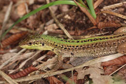 Image of Dalmatian Wall Lizard