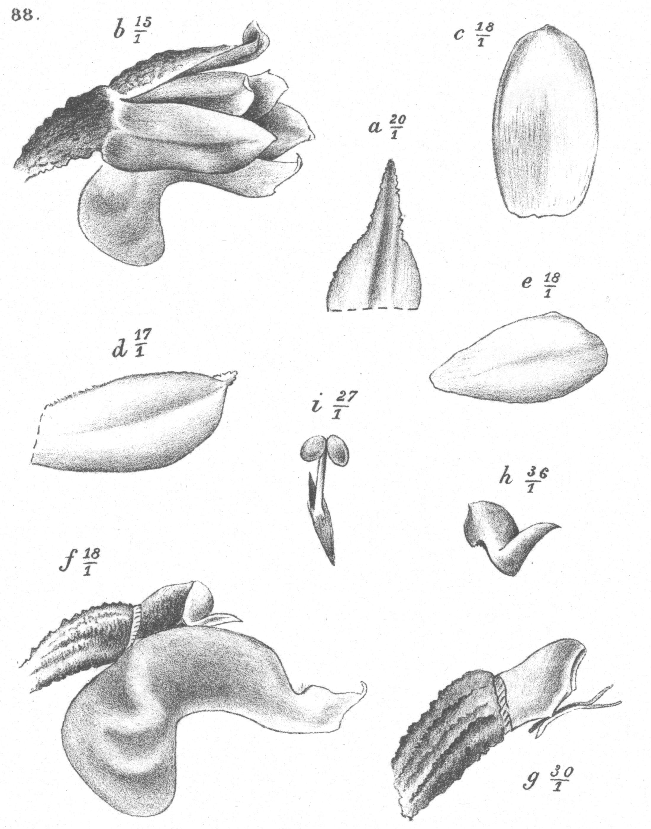 Plancia ëd Schoenorchis micrantha Reinw. ex Blume