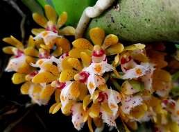 Imagem de Gastrochilus obliquus (Lindl.) Kuntze