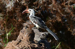 Image of Northern Red-billed Hornbill