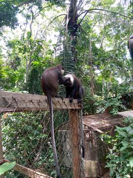 Image of Red-bellied Guenon