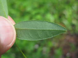 Image of Glycine cyrtoloba Tindale