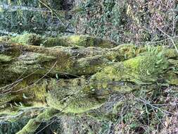 Image of licorice fern