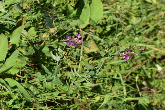 Image of Linaria triornithophora (L.) Willd.