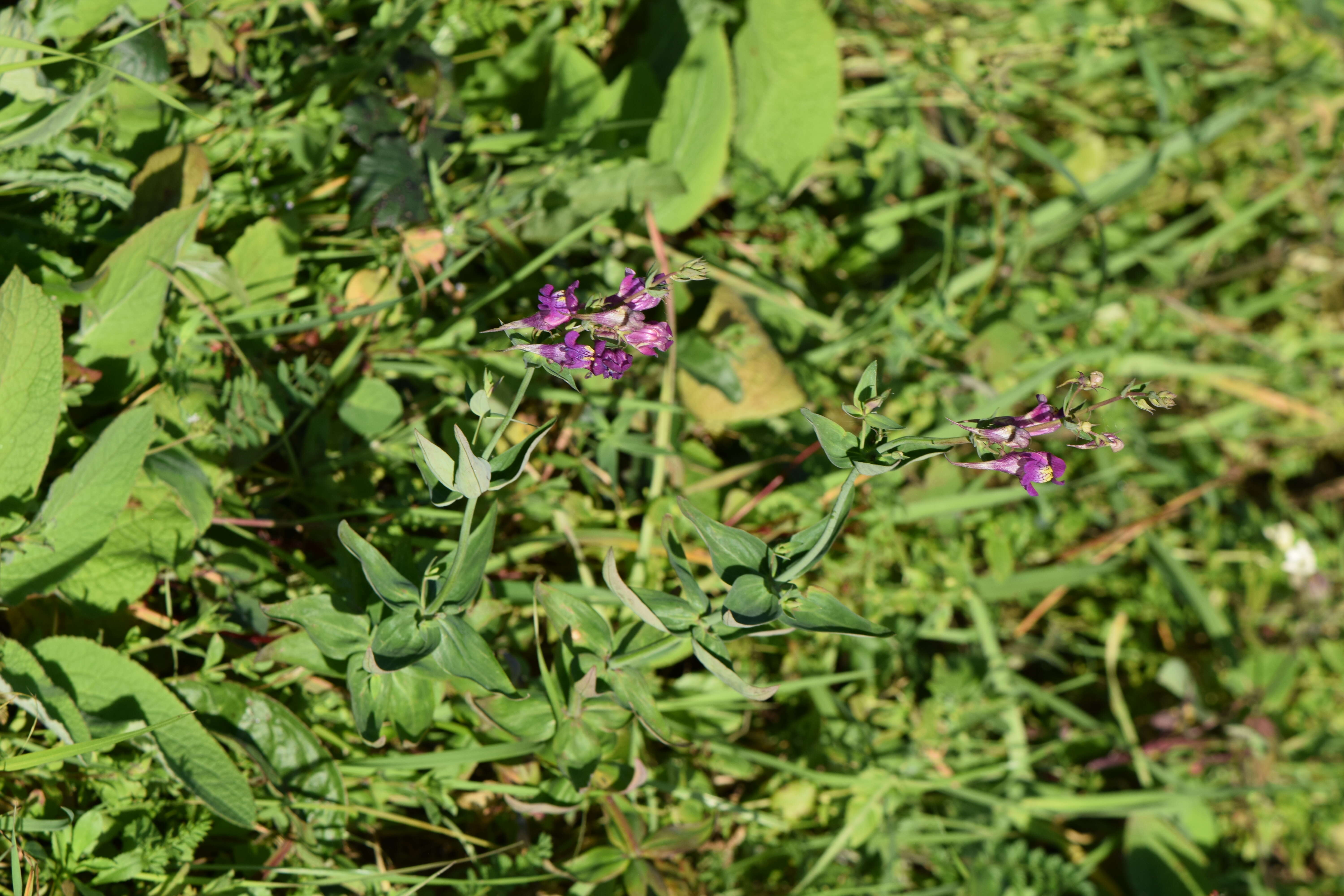 صورة Linaria triornithophora (L.) Willd.