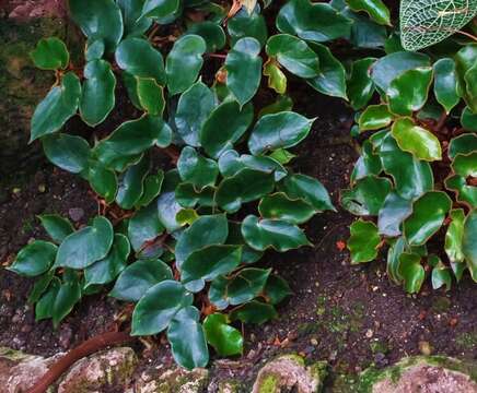 Слика од Begonia sanguinea Raddi