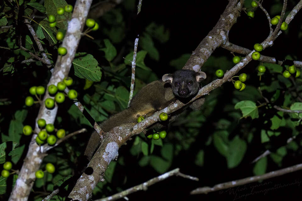 Image of small-toothed palm civet