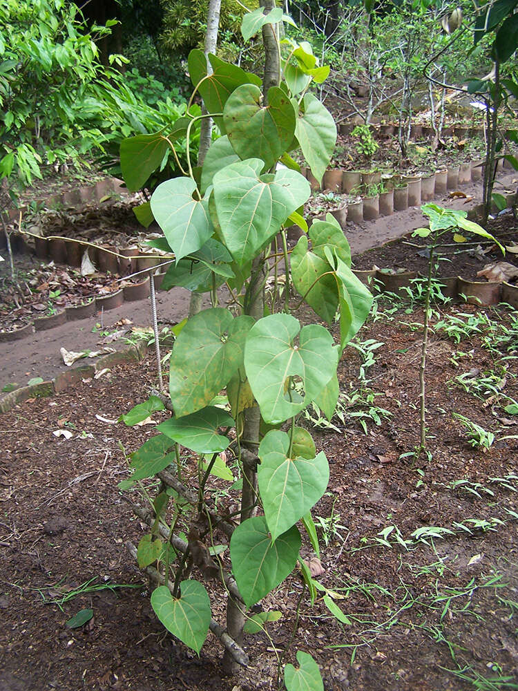 Image of Aristolochia didyma S. Moore