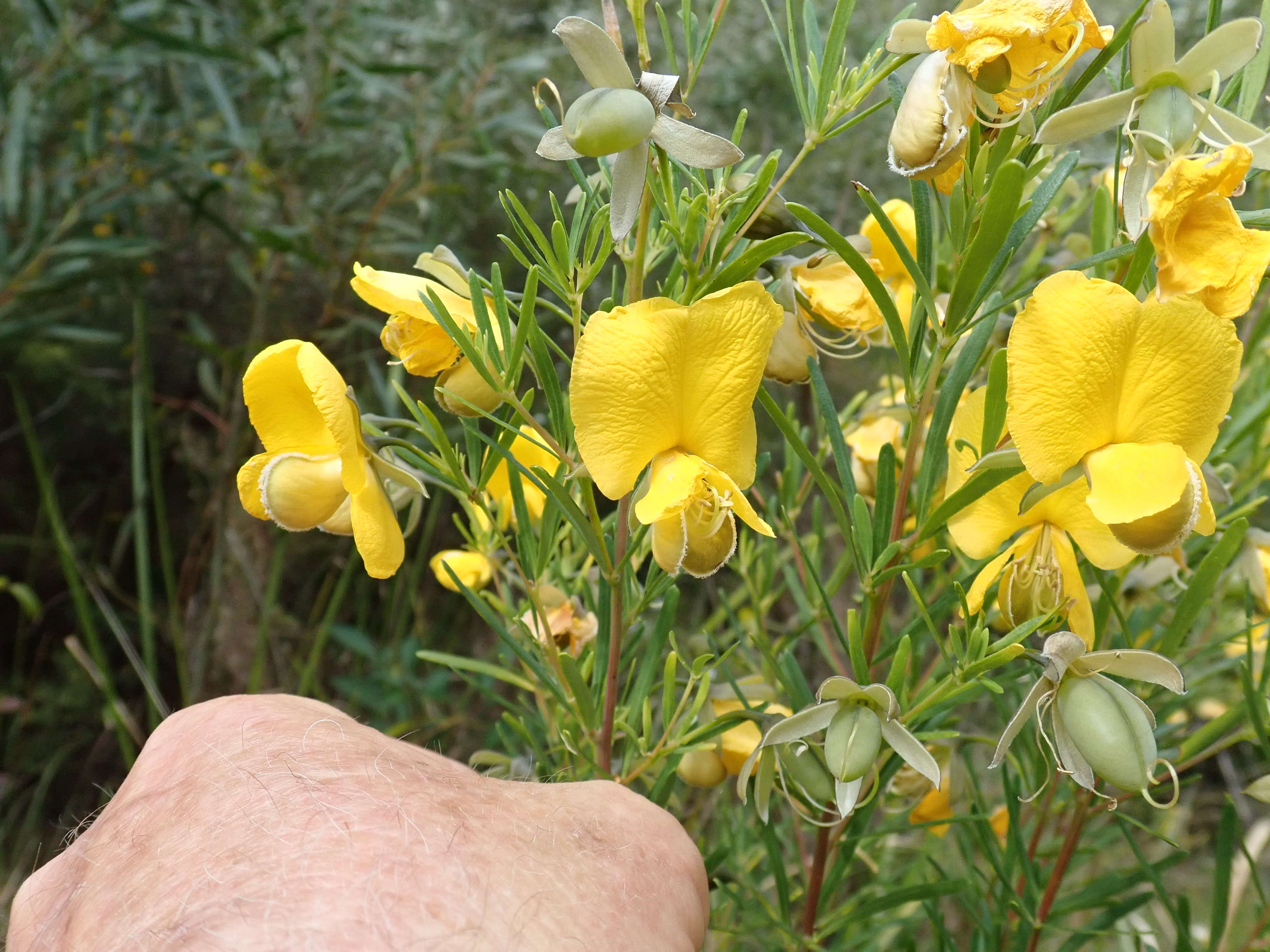 Plancia ëd Gompholobium latifolium Sm.