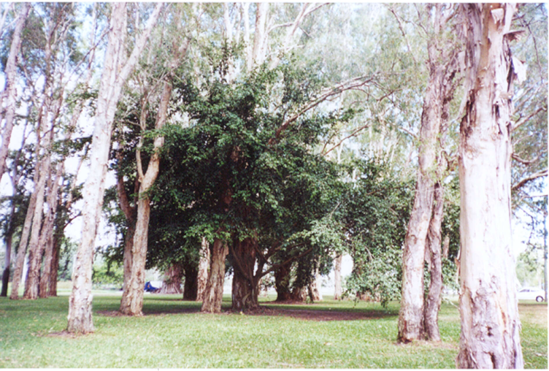 Imagem de Ficus benjamina L.