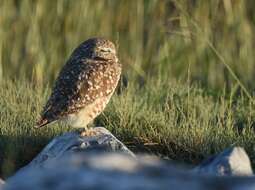 Image of Burrowing Owl