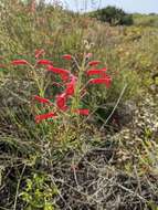 Image of Baja bush snapdragon