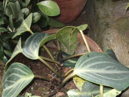 صورة Peperomia maculosa (L.) Hook.