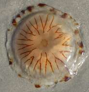 Image of Compass jellyfish