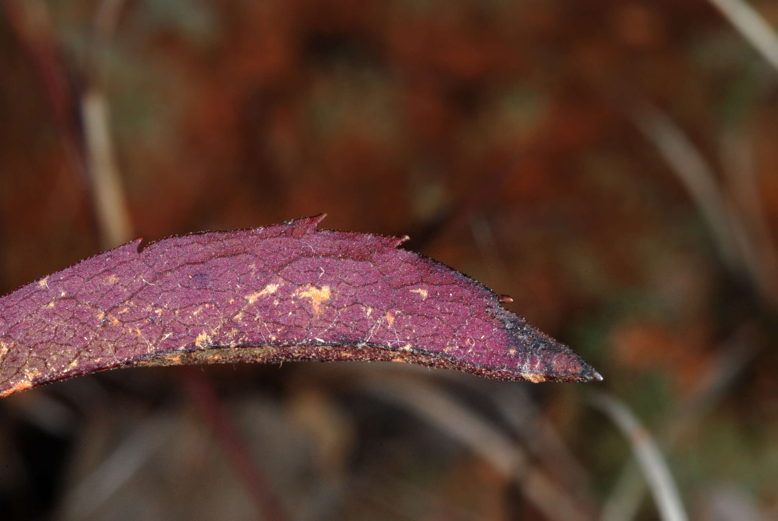 Image of downy goldenrod