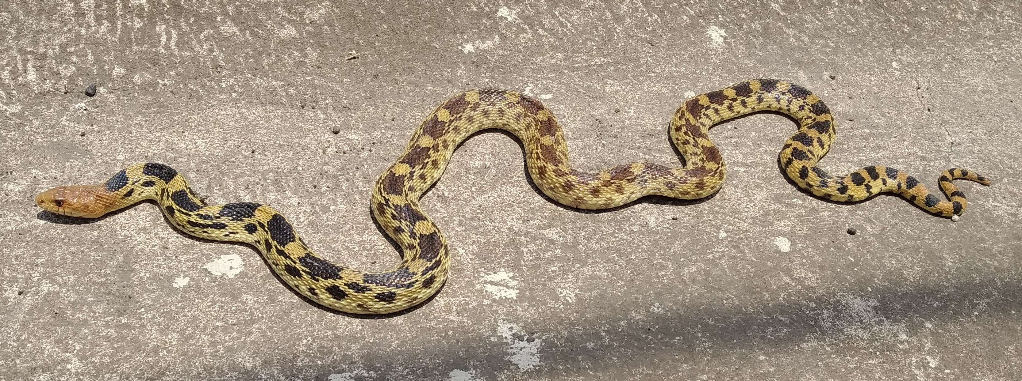 Image of Mexican Bullsnake