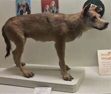 Image of Canis lupus italicus