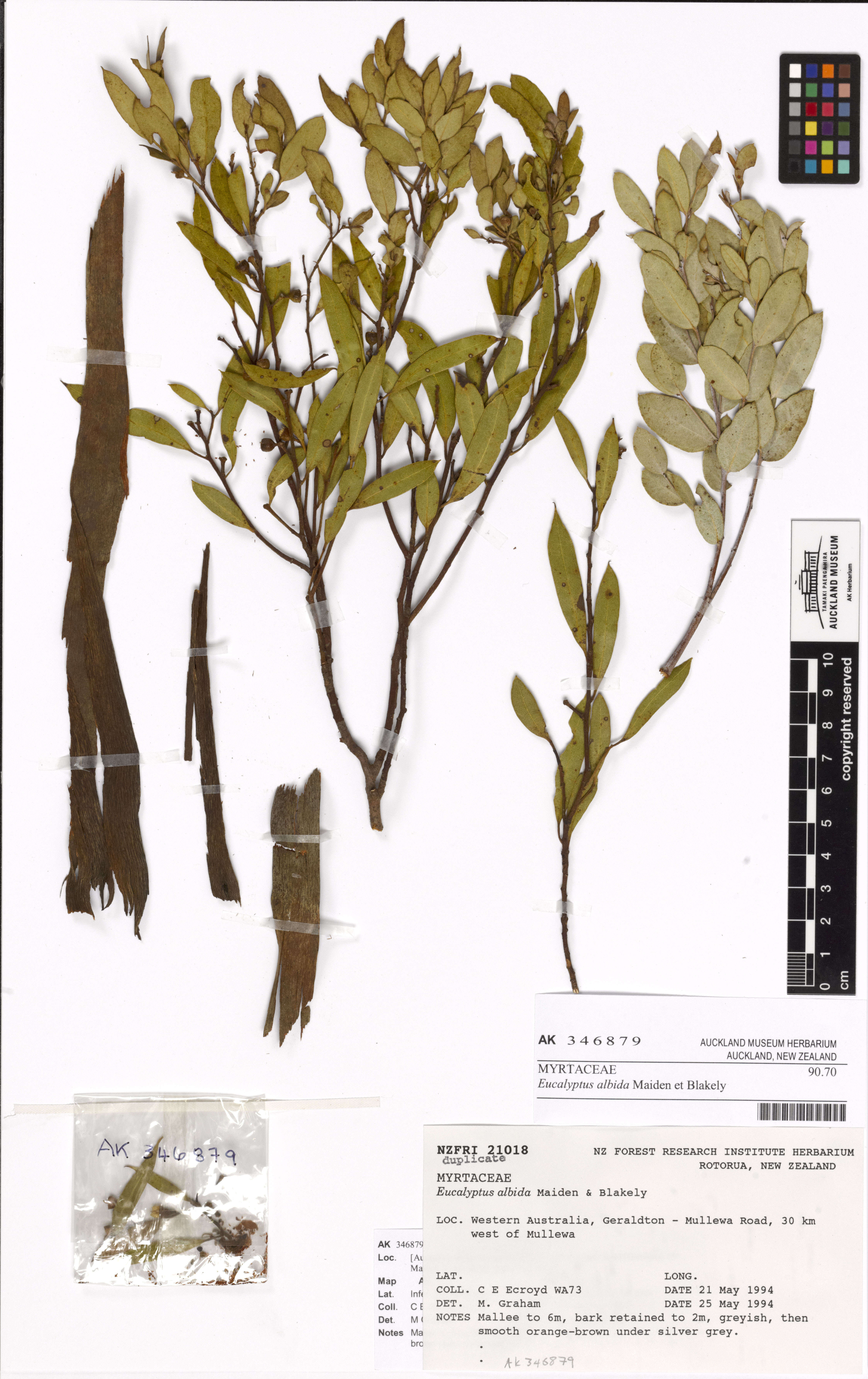 Image of Eucalyptus albida Maiden & Blakely