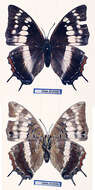 Imagem de Charaxes pembanus Jordan 1925