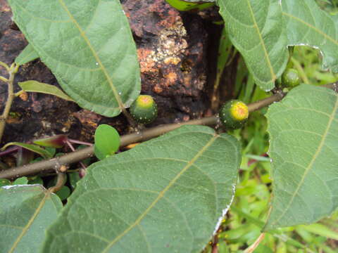 Image of Ficus heterophylla L. fil.