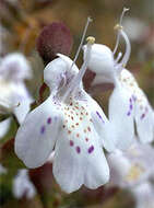 Image of Prostanthera prostantheroides (F. Muell.) T. C. Wilson, Henwood & B. J. Conn