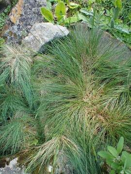 Plancia ëd Festuca punctoria Sm.